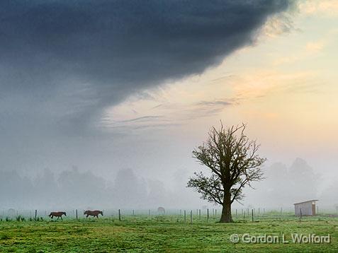 Lone Tree_14498.jpg - Photographed near Jasper, Ontario, Canada.